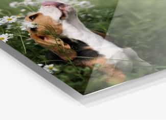 Image d'un chien sur notre produit photo HD Metal