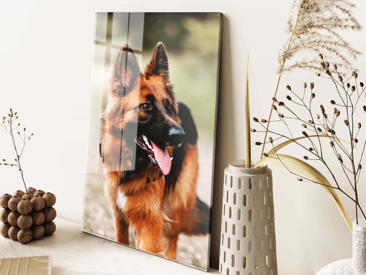 Image d'un chien sur plexiglas